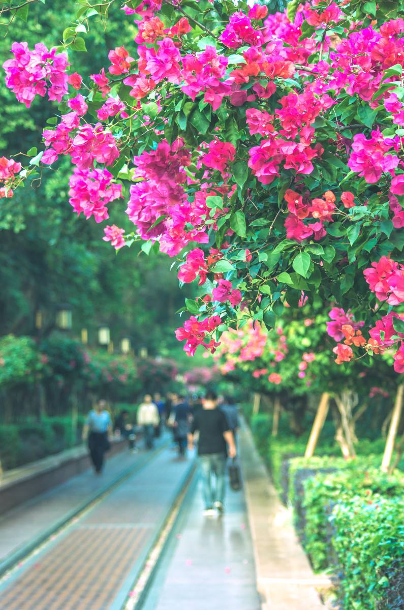 深圳，深圳.jpg